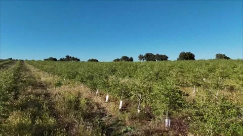 4K Aerial drone view flying forward over young intensive olive groves in Spain Stock Footage 336018779