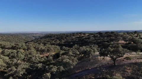 4K Aerial drone view flying forward over dense mediterranean forest and hills Stock Footage 336019458