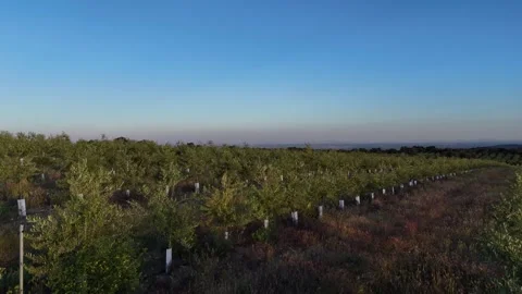 4K Aerial drone view flying low over young intensive olive trees at sunset Stock Footage 336019582
