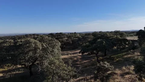 4K Aerial drone view flying low through the canopy of ancient oak trees Stock Footage 336019636