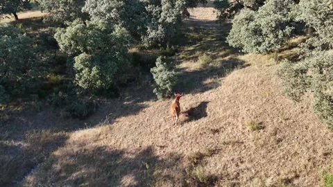 4K Aerial drone view flying forward following a cow walking up a hillside Stock Footage 336020100