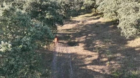 4K Aerial drone view flying forward following a cow walking on a path Stock Footage 336020419