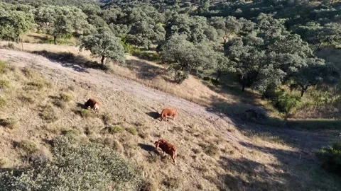 4K Aerial drone view flying forward over retinta cows grazing on hills Stock Footage 336020628