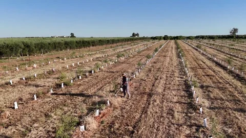 4K Aerial drone view lowering on worker trimming weeds in young olive grove Stock Footage 336013456