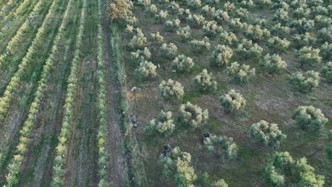 4K Aerial drone view lowering down on sheep in Hornachuelos Mountains, Spain Stock Footage 336014978