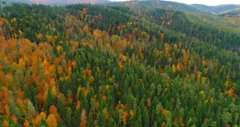 4K Aerial drone view over autumn forest. Colorful trees in the wood.  Stock Footage 163202159