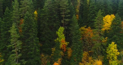 4K Aerial drone view over autumn forest. Colorful trees in the wood.  Stock Footage 163202295