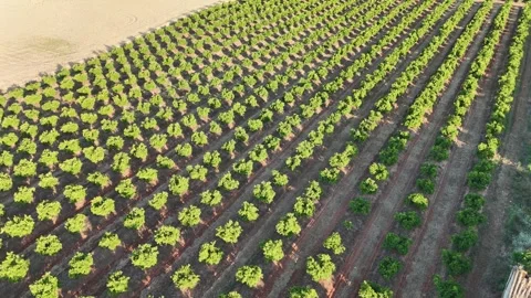 4K Aerial drone view panning left over a green orange tree plantation in Spain Stock Footage 336013519
