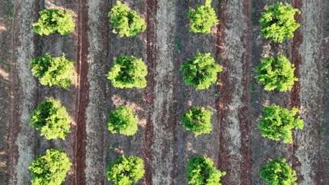 4K Aerial drone view rising over a symmetrical orange tree plantation grid Stock Footage 336013511