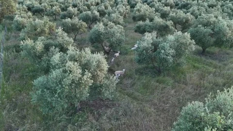 4K Aerial drone view tracking sheep from behind in Sierra de Hornachuelos Stock Footage 336014999