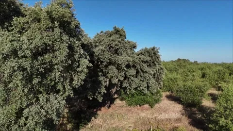 4K Aerial drone view tracking sideways showcasing traditional olive trees Stock Footage 336018418