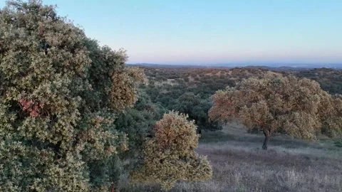 4K Aerial drone view tracking sideways close to oak tree canopy at sunset Stock Footage 336019159