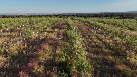 4K Aerial drone view tracking sideways over young intensive olive groves Stock Footage 336019191