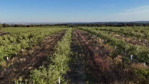 4K Aerial drone view tracking left over young intensive olive groves Stock Footage 336019973
