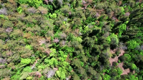 4K Aerial drone view-vertical flight forest trees Tuscany-Italy Stock Footage 241353307