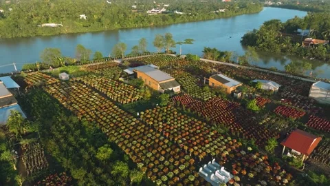 4K Aerial Drone View Vibrant Flower Fields of Cho Lach, Ben Tre, Vietnam 库存影片 309450099