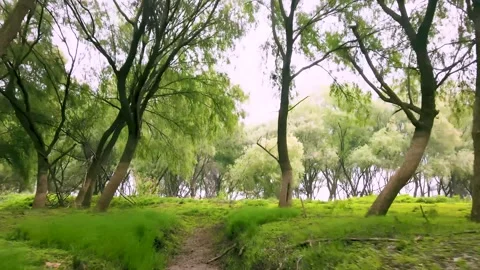 4K Aerial Drone View of Willow Forest in Dongting Lake Wetland Natural Landscape Stock Footage 319638003
