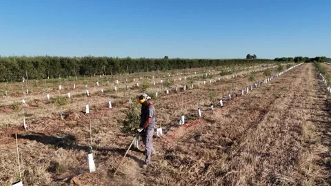 4K Aerial drone view of worker trimming grass around young olive trees in Spain Stock Footage 336013460