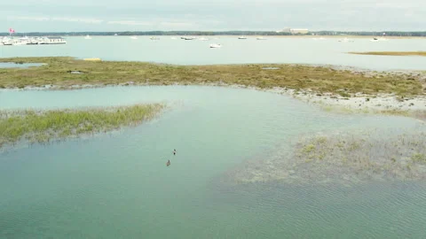 4K Aerial of Ducks Gliding through Hampton Beach Salt Marsh with Distant Boats Stock Footage 308974094
