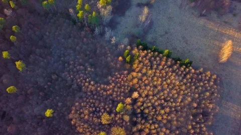 4k aerial with early spring forest in Poland at sunset.  Stock Footage 104923463