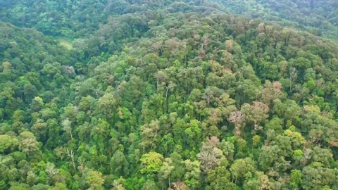 4K Aerial Elevation Passing Over Primary Mountain Forest Video stock 332964405