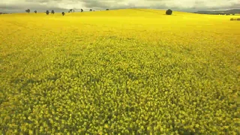 4K Aerial Fast Pull Backwards Low Shot Of Yellow Rape Seed Crop Stock Footage 69218373