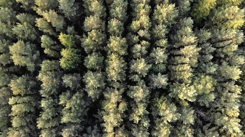 4k Aerial flight above of pine forest in summer at sunset or sunrise Stock Footage 123821589