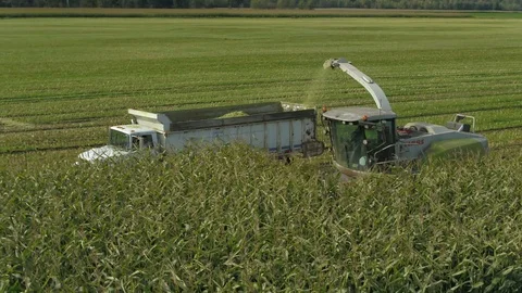 4K Aerial flight cutting corn field combine harvester drone view of a farmer Stock Footage 120327478