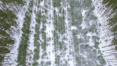  4K Aerial. Flight  down over winter  forest. Top view decrease  Stockbeeldmateriaal 72643259