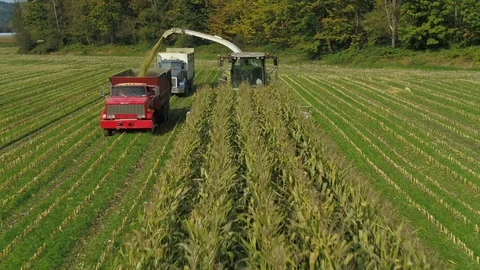 4K Aerial flight over corn field combine harvester drone view of a farmer Stock Footage 120328357