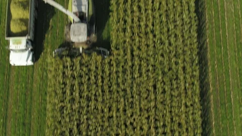 4K Aerial flight over corn field combine harvester drone view of a farmer Stock Footage 120356829