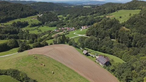 4K Aerial Flight Over Cows Grazing in Lush Nature Stock Footage 314347213