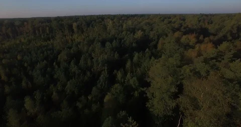 4k aerial flight over dense green forest treetops panoramic view autumn season  Stock Footage 96188325