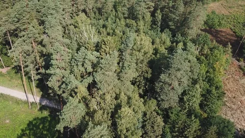 4k aerial with flight over mixed European forest at sunny day. 動画素材 93527677
