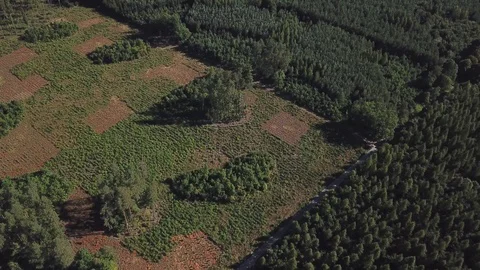 4k aerial with flight over mixed European forest at sunny day 스톡 동영상 94047258