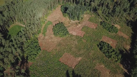 4k aerial with flight over mixed European forest at sunny day 库存影片 94048467