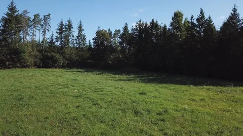 4k aerial with flight over mixed European forest at sunny day Vídeos de archivo 94051953