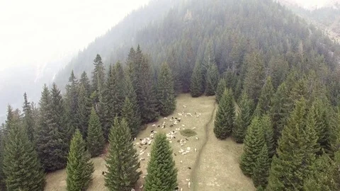 4K Aerial flight over sheep flock in woods in the foggy mountain Video stock 80424588