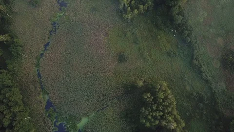 4k aerial: flight over small wild river on swampy terrain 動画素材 94006712