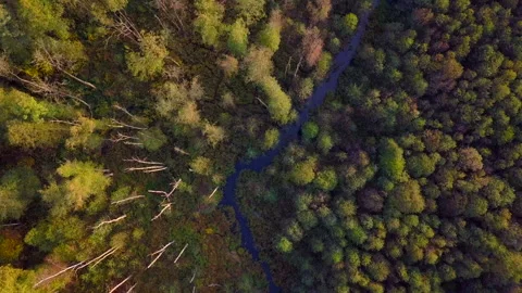 4k AERIAL with flight over small river in autumnal forest. Stock Footage 153795992