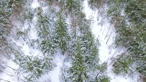  4K Aerial. Flight over winter young forest at low height.  Stockbeeldmateriaal 72479708