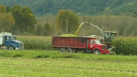 4K Aerial flight passing corn field combine harvester drone view of a farmer Stock Footage 120327289