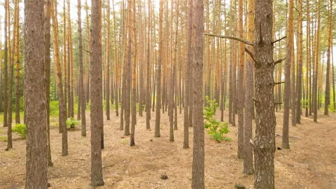 4K  Aerial. Fly inside pine  wood. Up among trunks of trees landscape Vídeos de archivo 114632220