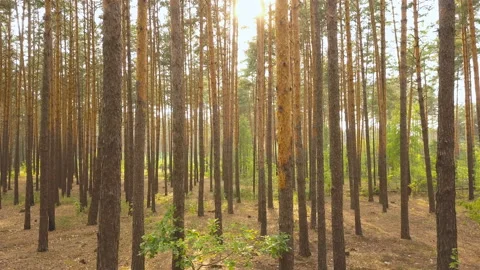 4K. Aerial. Fly inside pine wood with sunshine.Among trunks of trees, rear Stockbeeldmateriaal 114839367