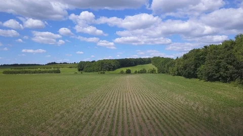 4K  Aerial. Fly over spring green corn  field  in  agricultural area. Low height Stock-Footage 90759390