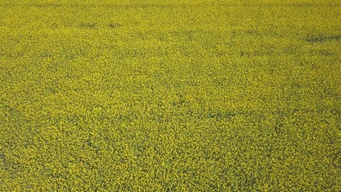 4K  Aerial.  Fly over spring  yellow field  in windy day Vidéo 90945144