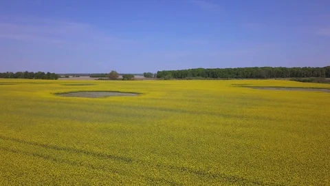 4K  Aerial.  Fly  over spring  yellow field  in windy day. Low height 库存影片 90949033