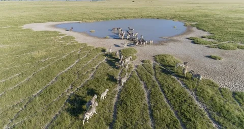 4K aerial fly over view of a herd of migrating zebra drinking at a waterhole on Stock Footage 95196803