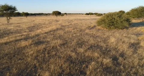 4K aerial fly over view of a safari vehicle driving through the African savannah Stock Footage 95288869