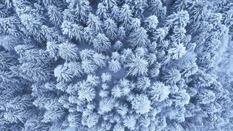 4K Aerial flying down drone shoot view of pine and spruce trees snow forest Stock-Footage 149993643